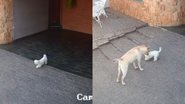 Reprodução/TikTok @vanessactoledo