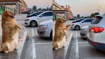 Reprodução/Twittee @Perrosenlacalle