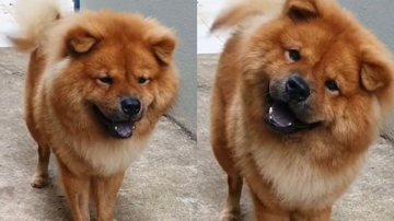 Reprodução/TikTok @daniloetzarchow