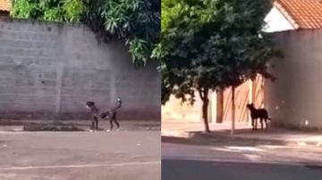 Reprodução/TikTok @ibrusousaa