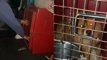 Reprodução/TikTok @deboramariacf