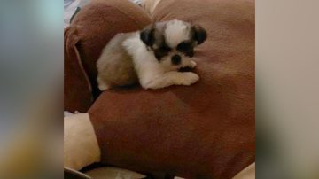 Reprodução/Twittee @metronidajao