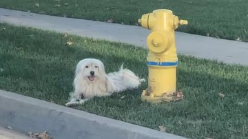 Arquivo pessoal/Salão Suzette