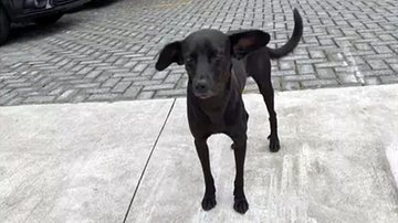 Reprodução/TV Globo