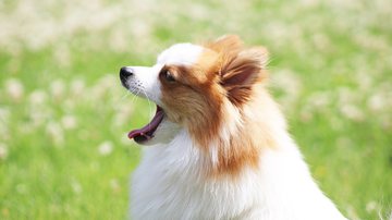 Jeannette1980 por Pixabay