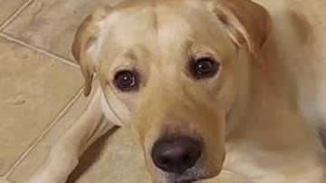 Reprodução / The Dodo