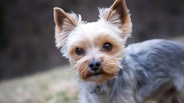 Foto Ilustrativa/Pixabay