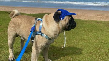 Reprodução/Instagram (@ap0l0pug)