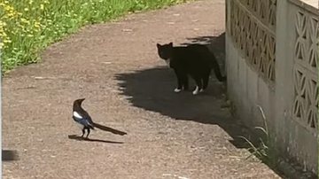 Vídeo: pássaro ousado resolve seguir gato e cena repercute na web