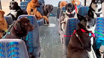 Reprodução / TikTok