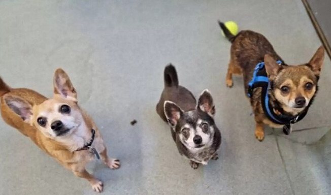 Divulgação / RSPCA