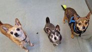 Divulgação / RSPCA