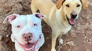 Reprodução / Redes Sociais