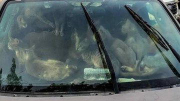 Reprodução / Redes Sociais