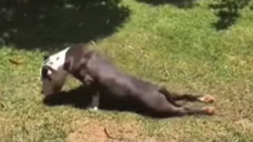 Reprodução / Redes Sociais