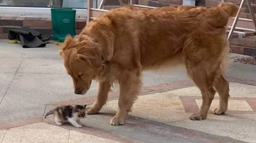 Reprodução / Redes Sociais