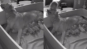 Reprodução / TikTok