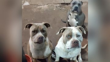 Reprodução/TikTok @bullyssarilho