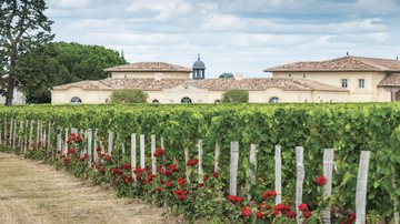 O vinhedo de Chateau Petrus, em Pomerol