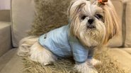 Reprodução/Instagram @fashionpuppiesoficial