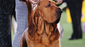 Reprodução/Twitter @WKCDOGS