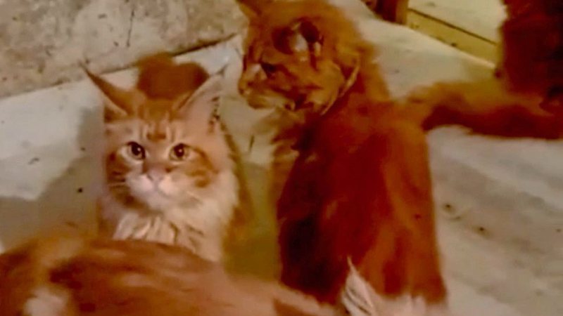 Imagem Mulher é devorada por gatos de estimação após desmaiar em casa