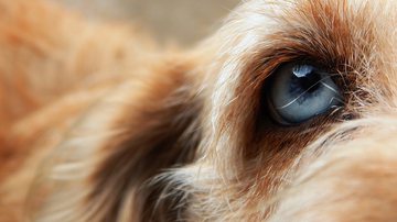 Foto Iustrativa/Pixabay