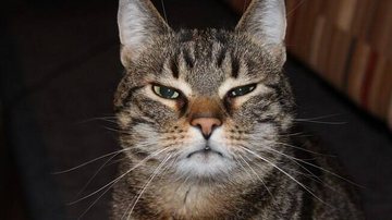 Reprodução / Pixabay