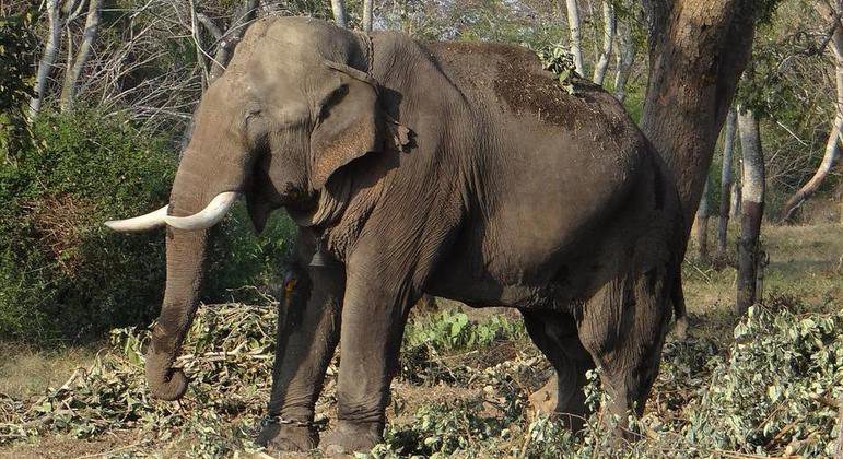 Imagem Elefante mata idosa, comparece ao funeral e pisoteia o cadáver