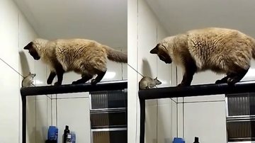 Reprodução/TikTok @jorgejorgebyana