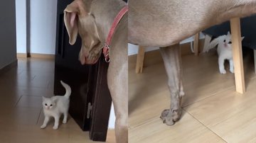 Reprodução/TikTok @weimardeadarra