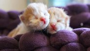 Divulgação/One Cat At a Time