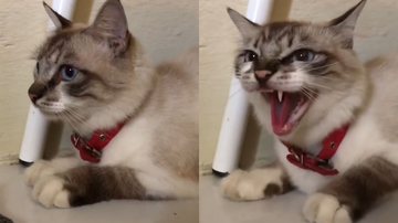 Reprodução/TikTok @victoriaingd