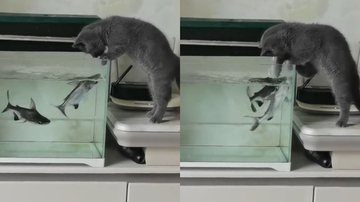 Reprodução/TikTok @pet..supplies