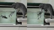 Reprodução/TikTok @pet..supplies