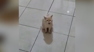 Reprodução/TikTok @rodrigoadania