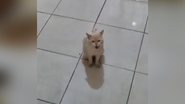 Reprodução/TikTok @rodrigoadania