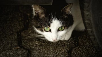 Foto Ilustrativa/Pixabay