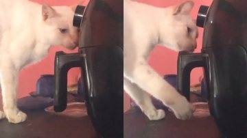 Reprodução/Twitter @ueisz