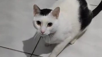 Reprodução/TikTok @sodriel