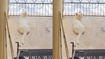 Reprodução/TikTok @adoteumbigodece