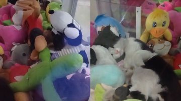 Reprodução/TikTok @paulocezarmarques1982