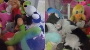 Reprodução/TikTok @paulocezarmarques1982