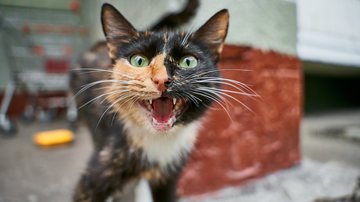 Ilustrativa / Pexels