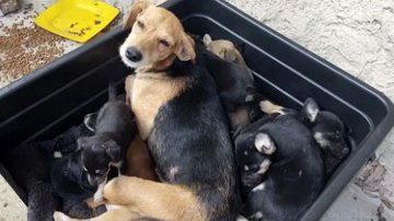 Divulgação/Prefeitura RJ