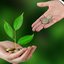 Junho verde: Banco do Brasil detalha importância de se investir em iniciativas sustentáveis nas empresas