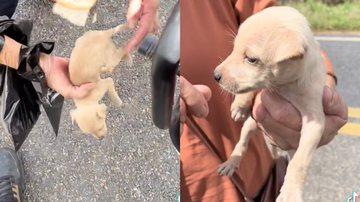 Reprodução/TikTok @paulofeitoza3f