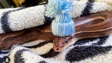 Instagram / @sylas_snake