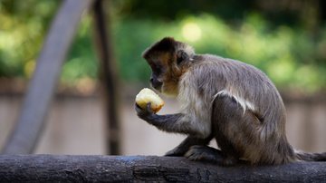 Divulgação / Secom