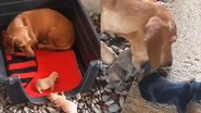 Reprodução/TikTok @raquelsilvaferrei7